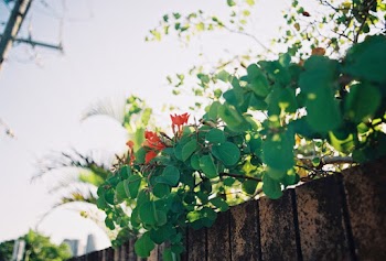 Green Leafed Plant Above Fence