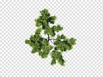 Green leafed plant, Architecture Plan, tree plan transparent background PNG clipart