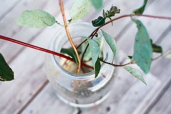 green leafed plant arrangement