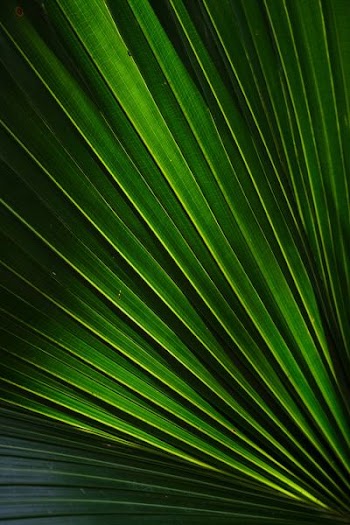 green leafed plant art