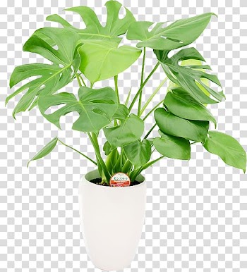 Green leafed plant art, Houseplant Flowerpot Monstera Gift, monstera transparent background PNG clipart