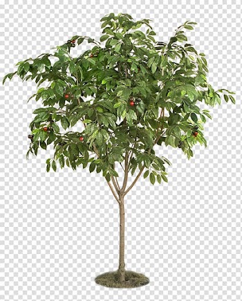 Green leafed plant, Berry Fruit tree Plant Cherry, Fruit tree transparent background PNG clipart