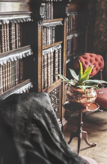 Green Leafed Plant Beside Book Shelf