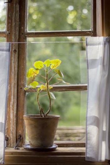 Green Leafed Plant Beside Window