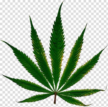 Green leafed plant, Cannabis cultivation Leaf Nutrient Hemp, Cannabis transparent background PNG clipart