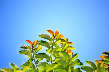 Green Leafed Plant during Daytime