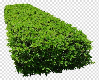 Green leafed plant, Flower garden Tree, bushes transparent background PNG clipart