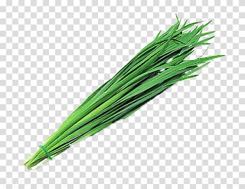 Green leafed plant, Garlic chives Garlic chives Onion Leek, green vegetables,Chives transparent background PNG clipart