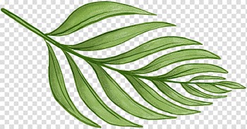 Green leafed plant graphic , Leaf Barnsley fern Plant Pattern, tropical leaves transparent background PNG clipart