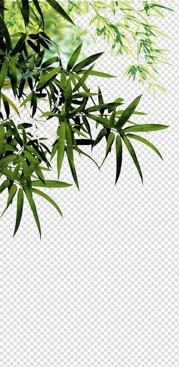 Green leafed plant illustration, Anji County Bamboo charcoal Software, Bamboo leaves transparent background PNG clipart