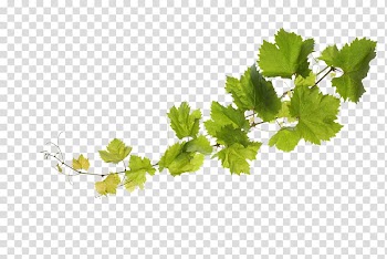Green leafed plant illustration, Common Grape Vine Sultana Grape leaves, grape transparent background PNG clipart