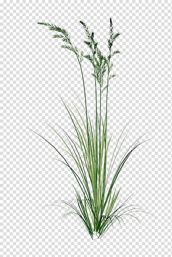 Green leafed plant illustration, Fairy tale, Fairy tale leaves transparent background PNG clipart