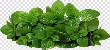 Green leafed plant illustration, Mentha spicata Lettuce Peppermint Herb, Mint transparent background PNG clipart