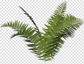 Green leafed plant illustration, Ostrich Fern Vascular plant Leaf, vegetation transparent background PNG clipart