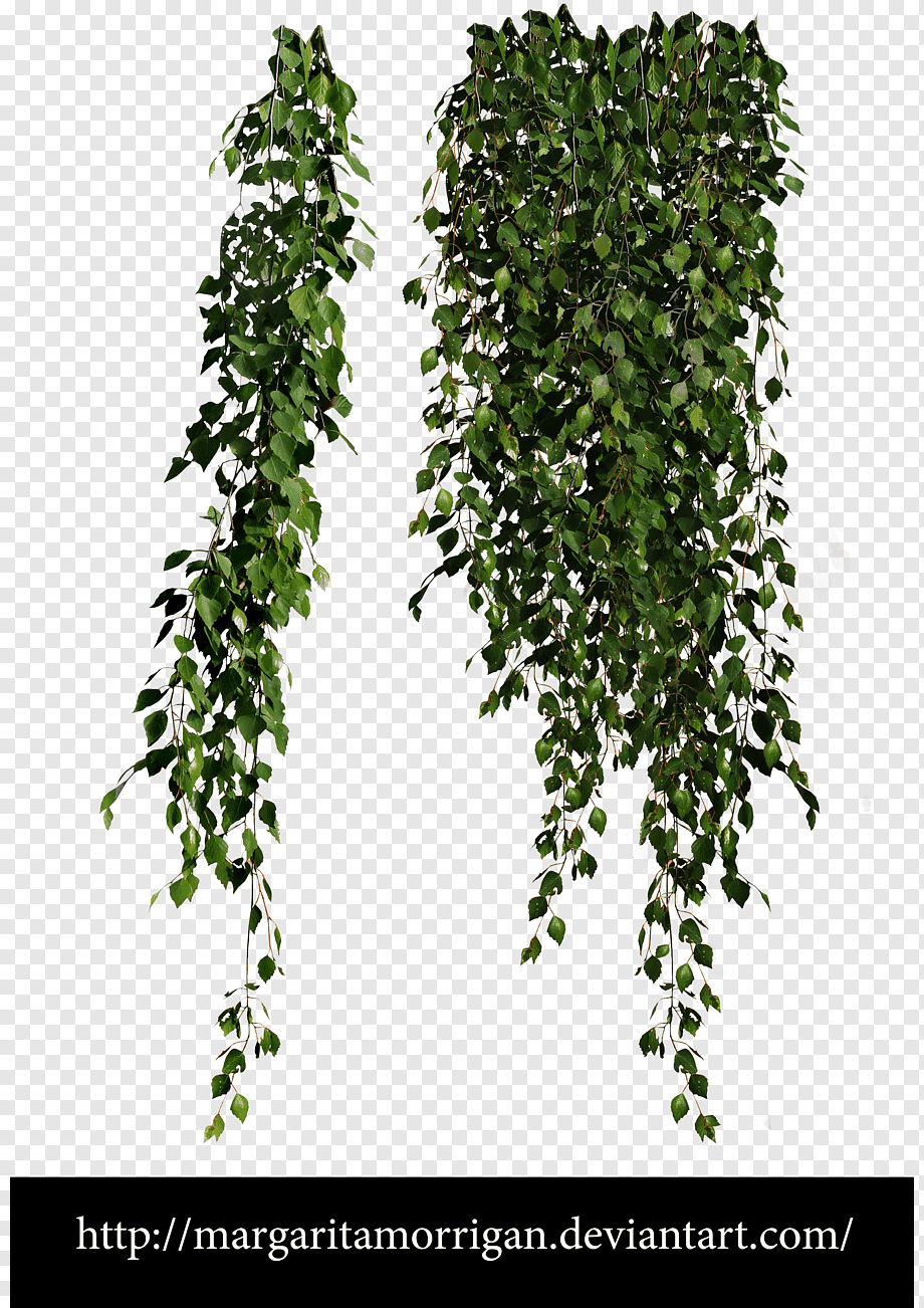 green leafed plant illustration, Plant Vine, greenery, leaf, branch, desktop Wallpaper png