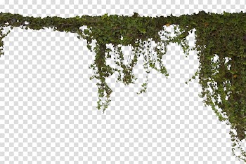 Green leafed plant illustration, Vine Tree, vines transparent background PNG clipart