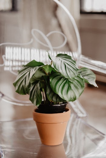 Green Leafed Plant In A Pot