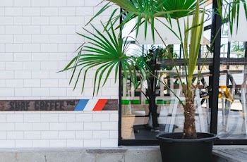 Green-leafed Plant in a Pot