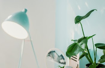 Green-leafed Plant in Black Pot