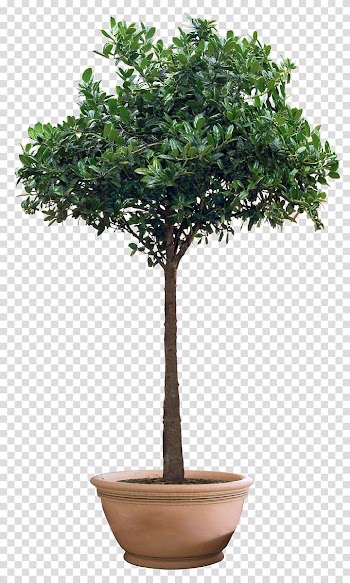 Green leafed plant in brown clay pot illustration, Flowerpot Wall decal Plant Flower box, Plant Potted Flower transparent background PNG clipart