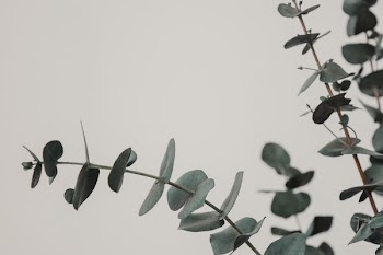 green leafed plant in close-up photography