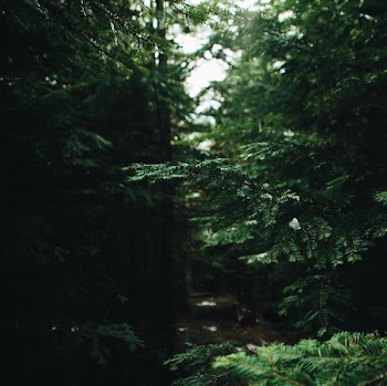 green leafed plant in forest