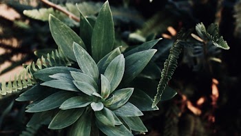 Green Leafed Plant in Tilt Shift Lens Photography