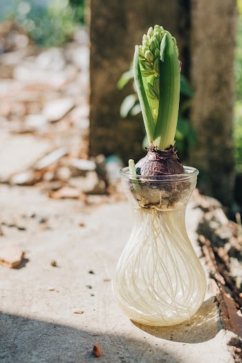 Green-leafed Plant in White and Clear Glass Vase