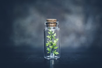 Green-leafed Plant Inside Vial