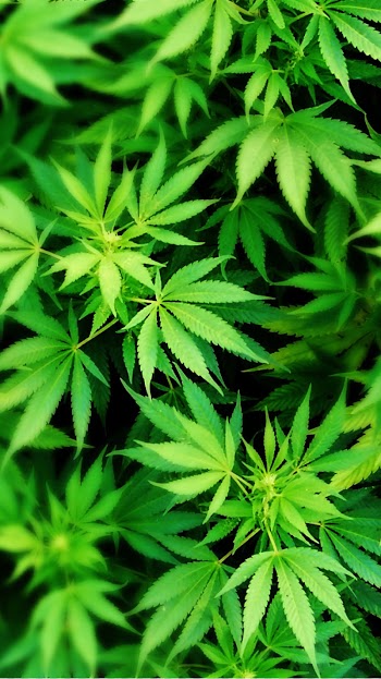Green leafed plant, iPhone Cannabis smoking Desktop 420 Day, cannabis transparent background PNG clipart