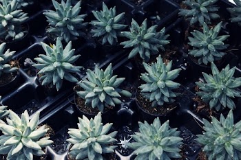 Green Leafed Plant Lot