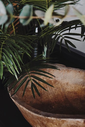 Green Leafed Plant Near Bowl