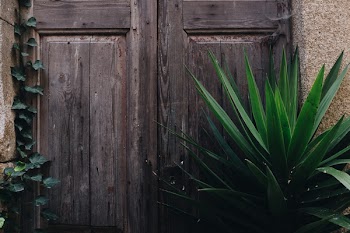 Green Leafed Plant Near Brown Wooden Panel Door
