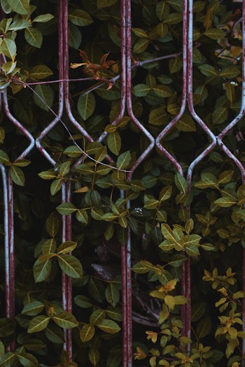 Green-leafed Plant Near Grey Metal Frame