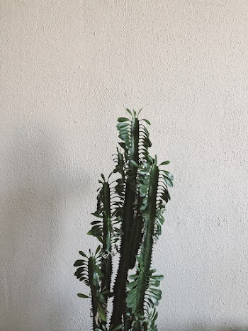 Green-Leafed Plant Near Wall