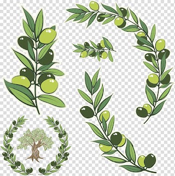 Green leafed plant , Olive branch Olive wreath Illustration, green olive branch transparent background PNG clipart