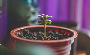 Green Leafed Plant on Brown Plastic Pot