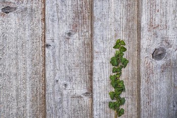 green leafed plant on brown wooden plank
