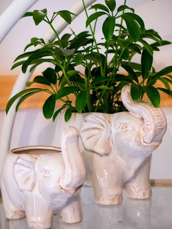 Green Leafed Plant On Elephant Planter