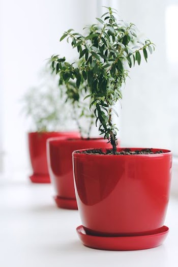 green leafed plant on red ceramic pot