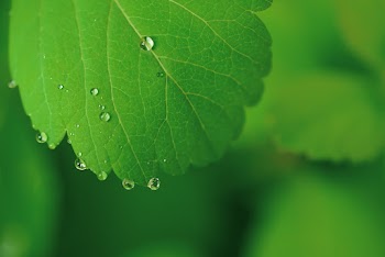 Green-leafed Plant on Selective Focus Photography