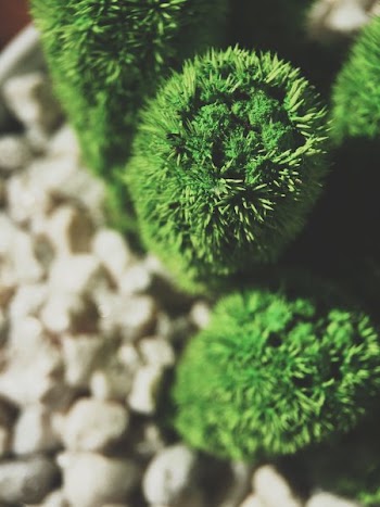 Green Leafed Plant on Stones