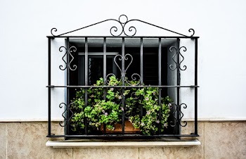 Green-leafed Plant on Window