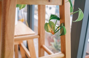 Green Leafed Plant on Wood