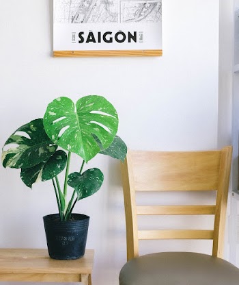 Green Leafed Plant on Wooden Table