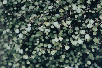 Green leafed plant. Original public | Free Photo - rawpixel