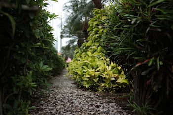 Green Leafed Plant Photo