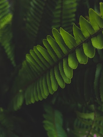 Green-leafed Plant Photo