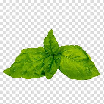 Green leafed plant, Ravioli Basil Parmigiana Vegetable Pesto, basil transparent background PNG clipart