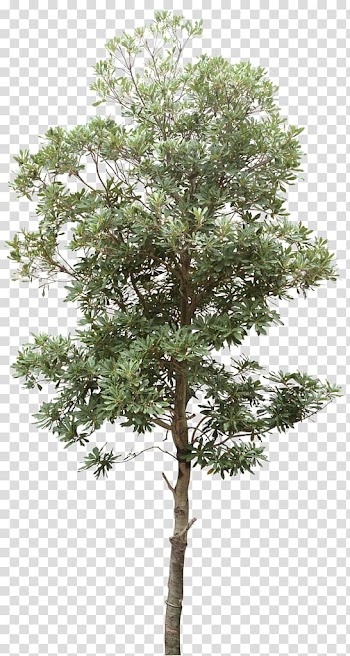 Green leafed plant , Tree Computer file, Trees transparent background PNG clipart